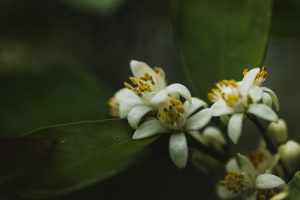 branch-blooming-tree.jpg