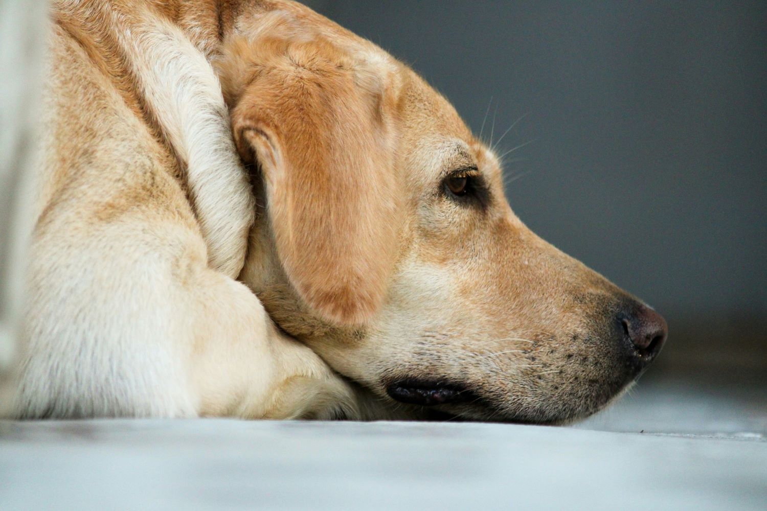 LABRADOR