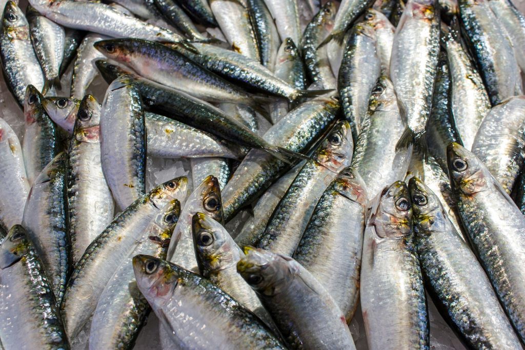 SARDINES