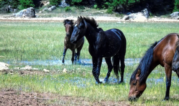 Περιφέρεια Αττικής για αδέσποτα άλογα στον Υμηττό: Αρμόδιος ο δήμος για τη διαχείρισή τους