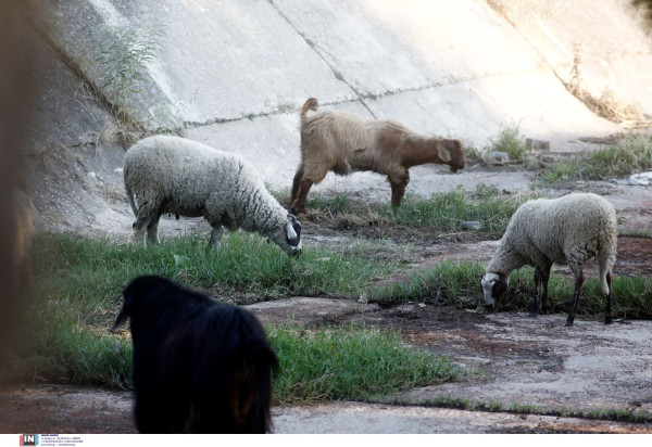 Συνολικά 18 τα κρούσματα της πανώλης σε αιγοπρόβατα - Θανατώθηκαν 3.670 ζώα