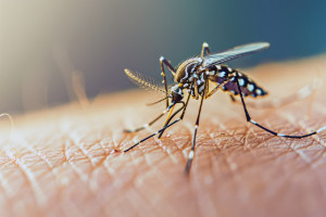 Chikungunya: Συναγερμός για αυξημένα κρούσματα σε Ευρωπαίους ταξιδιώτες που επιστρέφουν από τις Σεϋχέλλες