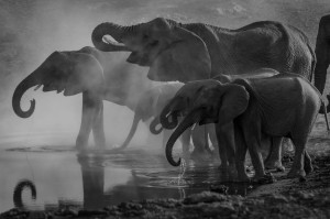 Οι ελέφαντες επικοινωνούν με παρατσούκλια και ονόματα σύμφωνα με επιστημονική έρευνα