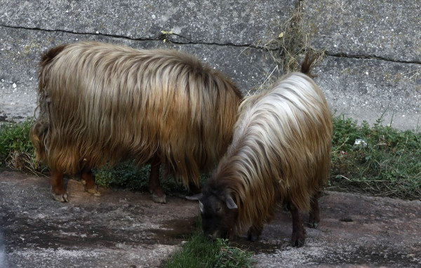 Συλλήψεις κτηνοτρόφων για παραβίαση των μέτρων κατά της ευλογιάς των αιγοπροβάτων
