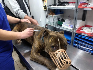 Στο ΔΙΚΕΠΑΖ, ο σκύλος που σκότωσε το αγοράκι στη Ζάκυνθο