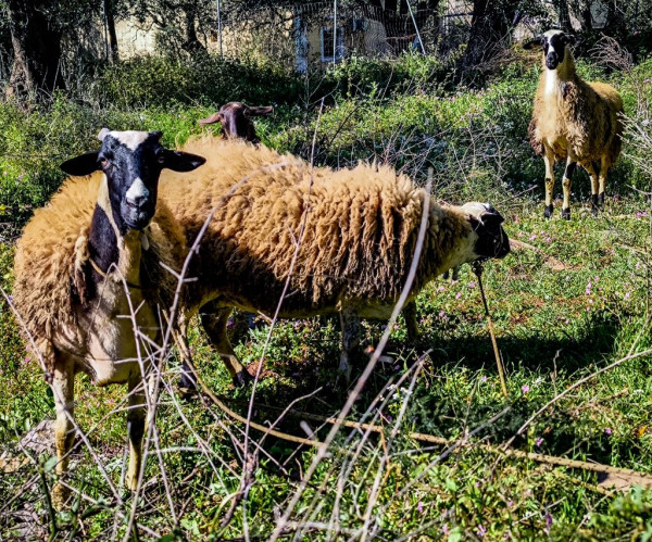 Ψήφισμα του τμήματος κτηνιατρικής του ΑΠΘ για την ευλογιά και τον αφθώδη πυρετό