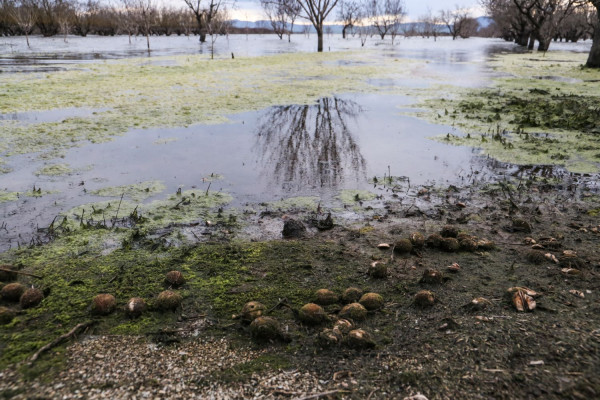 Ελληνική πρωτιά στην Ευρώπη σε κρούσματα και θανάτους απο τον ιό του Δυτικού Νείλου