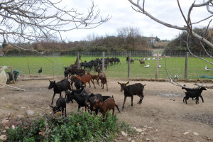 Ευλογιά των αιγοπροβάτων: Έχουν θανατωθεί 486.300 ζώα
