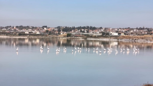 Θεσσαλονίκη: Εθελοντικοί καθαρισμοί σε τέσσερις σημαντικούς υγροτόπους