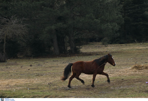 Δραματικές προσπάθειες να σωθούν από τη δίψα τα άλογα στο Δέλτα του Έβρου
