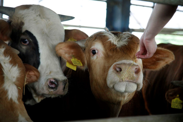 Δυο νέα κρούσματα αφθώδους πυρετού σε εκτροφές στη Λέσβο και συνολικά 20