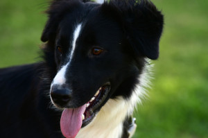 Κοζάνη: Δωρεάν στειρώσεις αδέσποτων, δεσποζόμενων ζώων ευπαθών κοινωνικών ομάδων και ποιμενικών σκύλων