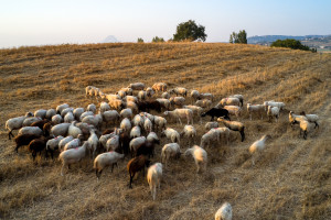 Το πρώτο κρούσμα πανώλης των αιγοπροβάτων εντοπίστηκε στην Αττική