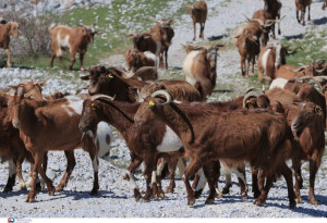 Νέες ελαφρύνσεις στα μέτρα για τις μετακινήσεις αιγοπροβάτων που ελήφθησαν κατά της πανώλης