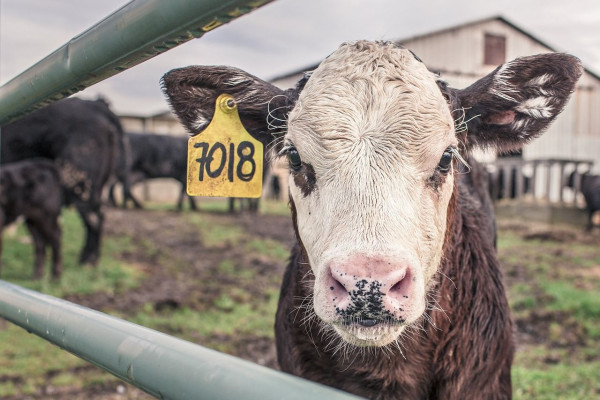 ΗΠΑ: Αγελάδες μολυσμένες από τη γρίπη των πτηνών πέθαναν ή θανατώθηκαν σε πέντε Πολιτείες