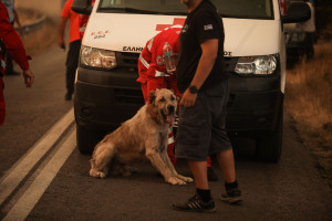 Οδηγίες προστασίας των κατοικίδιων ζώων σε περίπτωση εκκένωσης λόγω φωτιάς - Δεν τα ξεχνάμε, δεν τα εγκαταλείπουμε!