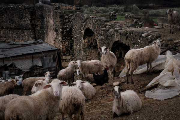 Ανησυχία στον Έβρο για κρούσματα ευλογιάς σε κοπάδια προβάτων - Προς άμεση θανάτωση 1.000 ζώα