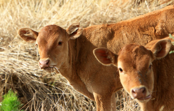 Προειδοποίηση ειδικού: «Ο αφθώδης πυρετός είναι ακόμη χειρότερος από την ευλογιά»
