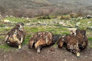 Νεκρή εντοπίστηκε μια οικογένεια χρυσαετών σε περιοχή Natura στην ορεινή Ξάνθη