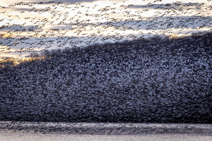 Ισπανία: Περίπου 400 πελαργοί βρέθηκαν νεκροί από γρίπη των πτηνών στις ακτές ποταμού της Μαδρίτης