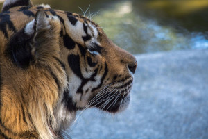 Η γρίπη των πτηνών σκότωσε δεκάδες τίγρεις και λιοντάρια στο νότιο Βιετνάμ