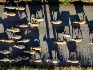 EFSA για ευλογιά των προβάτων: Περίπλοκη η ελληνική περίπτωση για τον εμβολιασμό