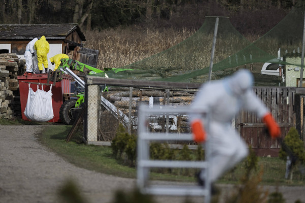 Ινστιτούτο Παστέρ: Μια μετάλλαξη του ιού της γρίπης των πτηνών θα μπορούσε να προκαλέσει πανδημία χειρότερη της COVID
