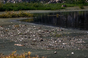 Έκτακτη σύσκεψη για τα χιλιάδες νεκρά ψάρια και την έντονη δυσοσμία στο λιμάνι του Βόλου