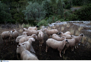 Απαγόρευση μετακινήσεων αιγοπροβάτων σε όλη την Ελλάδα για τον περιορισμό της ευλογιάς