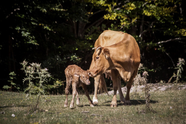 Αποκλιμάκωση της ευλογιάς των αιγοπροβάτων, συνεχίζεται η επιτήρηση στη Λέσβο για τον αφθώδη πυρετό