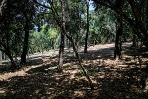 Σε αυξημένη επιφυλακή για τις φωτιές ο Δήμος Αθηναίων και συστάσεις στους πολίτες