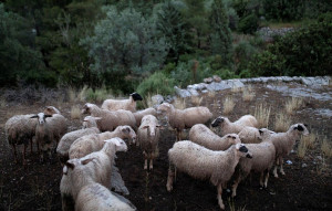 Κρήτη: Παρατείνονται έως και τις 7 Ιανουαρίου τα προληπτικά μέτρα για την ευλογιά των αιγοπροβάτων