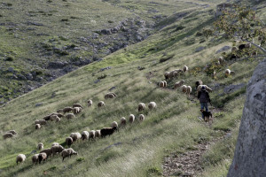 Εντατικοί κτηνιατρικοί έλεγχοι σε 400 μονάδες της Λάρισας για την πανώλη