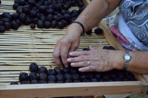 Και τα δαμάσκηνα «χτύπησε» ο ιός που παραμορφώνει τα πυρηνόκαρπα στη Βόρεια Ελλάδα