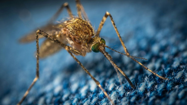 ECDC: Αυξάνονται συνεχώς τα κρούσματα ασθενειών που μεταδίδονται από κουνούπια στην ΕΕ