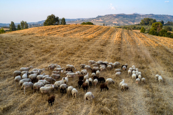 Διευρυμένη σύσκεψη στα Τρίκαλα για την αντιμετώπιση της πανώλης που εμφανίστηκε σε αιγοπρόβατα
