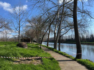 Θεσσαλονίκη: Το έλκος που ξηραίνει τα πλατάνια εμφανίστηκε στον ποταμό Λουδία