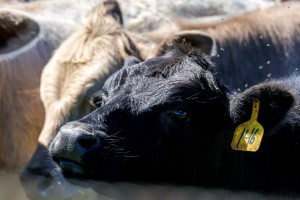 Ειδικό σχέδιο δράσης και άσκηση επί χάρτου στον ΕΟΔΥ για τη γρίπη των πτηνών