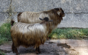 Ηράκλειο: Παράταση έως και τις 22 Ιανουαρίου στα προληπτικά μέτρα για την ευλογιά των αιγοπροβάτων