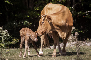 Νέα κρούσματα αφθώδους πυρετού στη Λέσβο και συνολικά 17