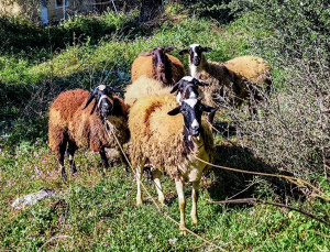 Κέντρο πρόληψης ζωονόσων δημιουργείται στην Ορεστιάδα με χρηματοδότηση 300.000 ευρώ