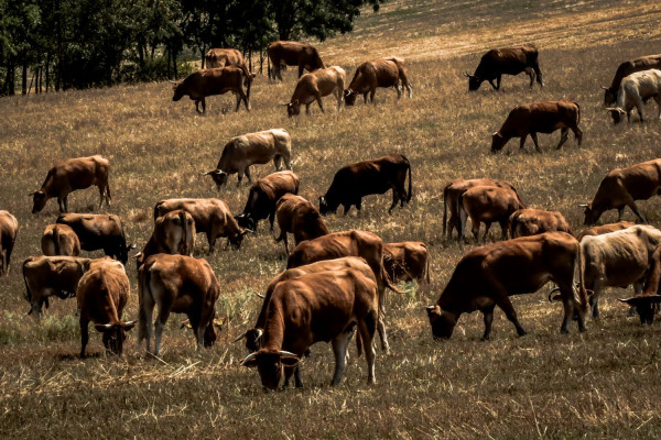 Νέα κρούσματα αφθώδους πυρετού σε δύο κτηνοτροφικές μονάδες, στη Λέσβο