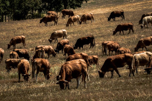 Νέα κρούσματα αφθώδους πυρετού σε δύο κτηνοτροφικές μονάδες, στη Λέσβο