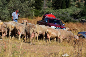 Τσιάρας: «Γενναίες αποζημιώσεις σε όσους επλήγησαν από την ευλογιά των αιγοπροβάτων»