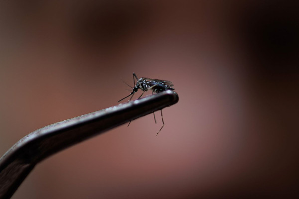 Το κουνούπι-φορέας του δάγκειου πυρετού - Ποιος ο κίνδυνος για την Ευρώπη ενόψει Ολυμπιακών Αγώνων