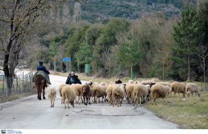 Καραντίνα δύο ταχυτήτων κατά της πανώλης των αιγοπροβάτων - Που επιτρέπονται και που όχι οι μετακινήσεις